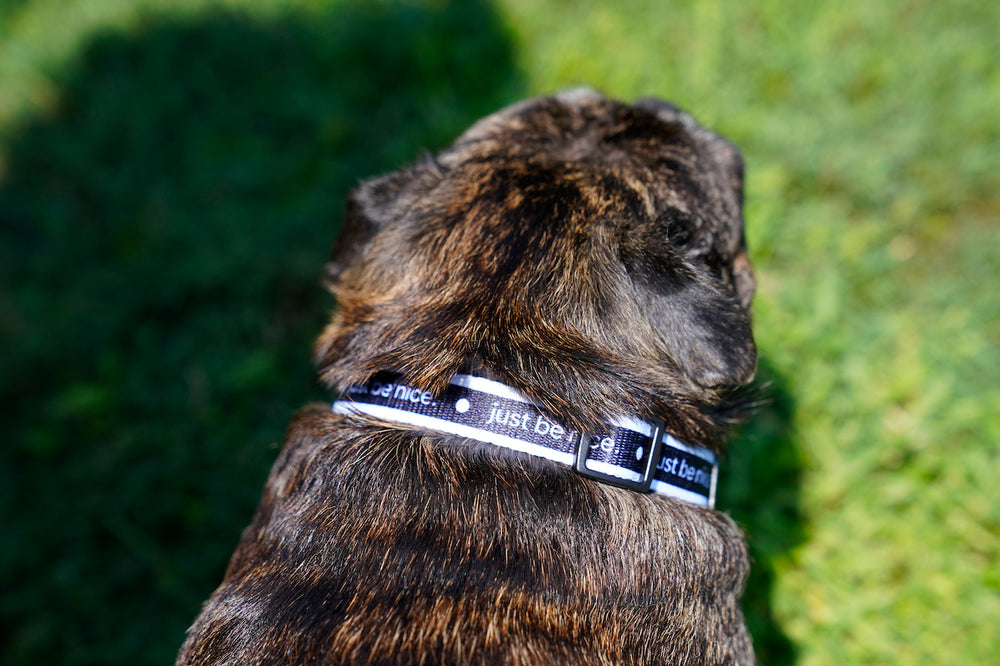 Eco-Friendly Dog Collars