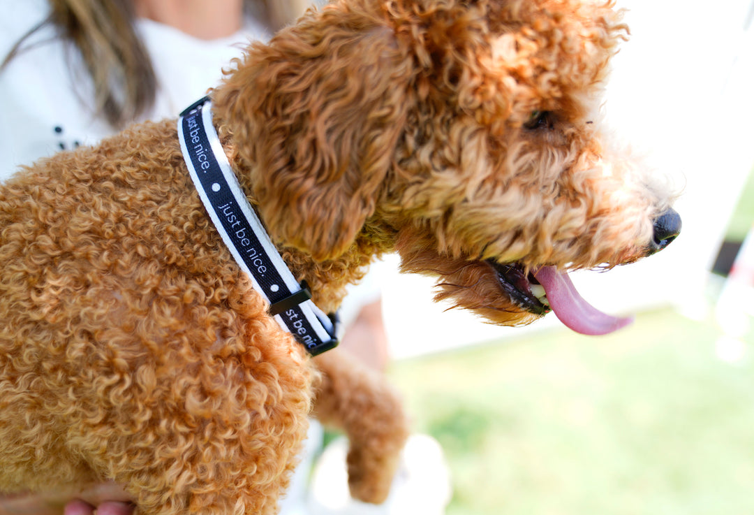 Eco-Friendly Dog Collars