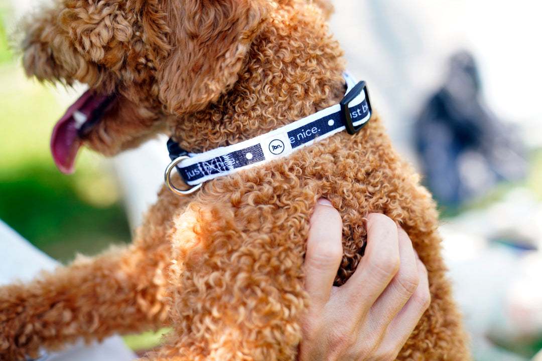 Eco-Friendly Dog Collars