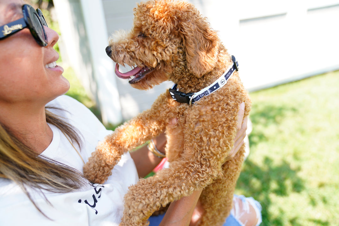 Eco-Friendly Dog Collars